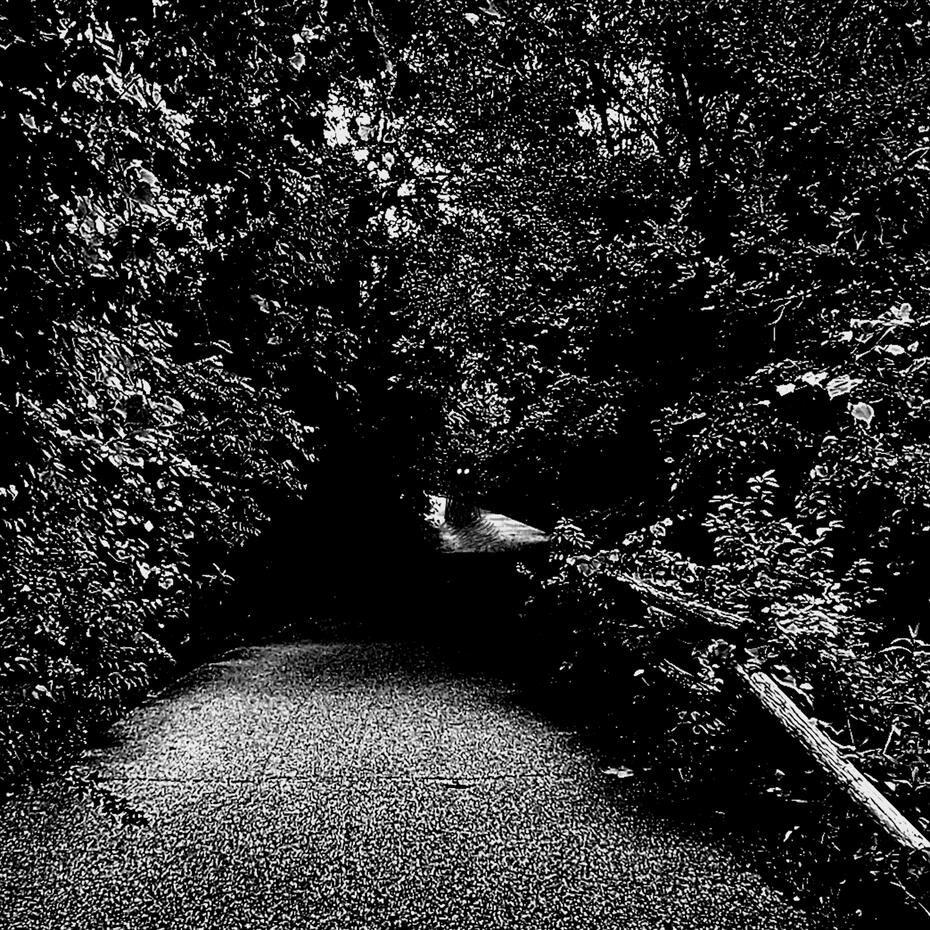 Scavenger - Forest Of Illusion COVER